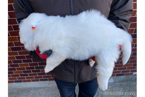 成約済の千葉県のグレートピレニーズ-360559の20枚目